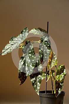 Begonia Maculata houseplant in a pot receiving indirect sunlight