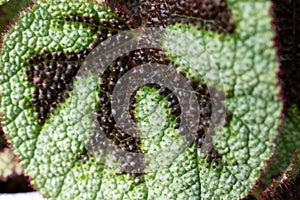 Begonia masoniana Begonia Iron Cross leaf
