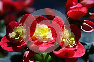 Small-flowered Begonia Multiflora Flamboyant photo