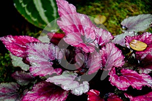 Begonia, They occur naturally in moist climates in tropical and sub-tropical Asia,