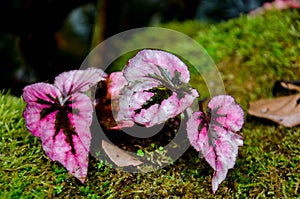 Begonia,They occur naturally in moist climates in tropical and sub-tropical Asia,