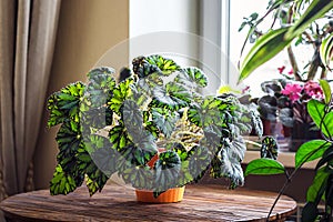 Begonia in orange flowerpot on wooden background. Genus of perennial flowering plants in the family Begoniaceae. photo