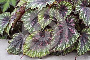 Begonia - Painted Palette