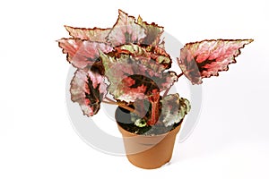 Begonia plant in flowerpot on white background.