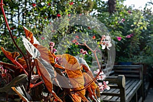 Begonia plants reflecting the late afternoon sun in an urban garden in autumn, photographed in London UK