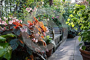 Begonia plants reflecting the late afternoon sun in an urban garden in autumn, photographed in London UK