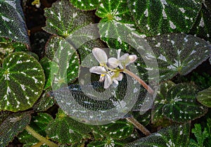 Begonia pustulata against its distinctive, textured leaves