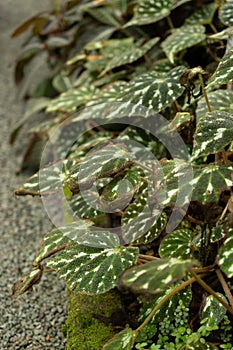 Begonia Pustulata plant in Saint Gallen in Switzerland