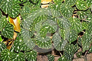 Begonia Pustulata plant in Zurich in Switzerland