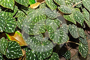 Begonia Pustulata plant in Zurich in Switzerland