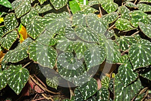 Begonia Pustulata plant in Zurich in Switzerland