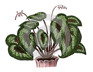 Begonia Rex antique botanical engraving