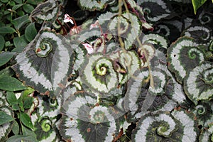Begonia Rex Escargot plant