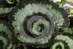 Begonia Rex Escargot plant