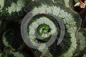 Begonia Rex Escargot plant