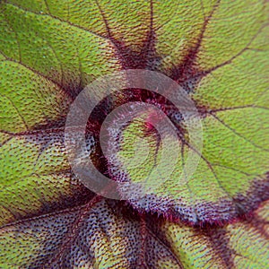 Begonia Rex Fireflush