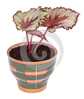 Begonia rex