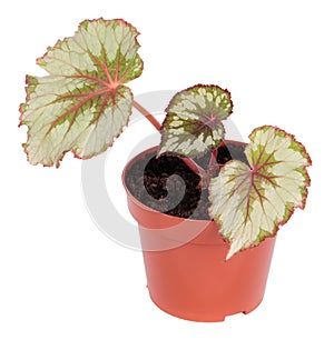 Begonia rex