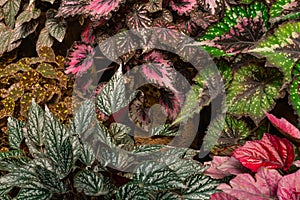 Begonia Rex Leaf Top View Background. Garden Begonia-rex Leaves And Branch Background, Top View photo
