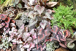 Begonia rex Putz Painted-leaf begonia Begoniaceae or Heuchera sanguinea Engelm Coral Bells Saxifragaceae