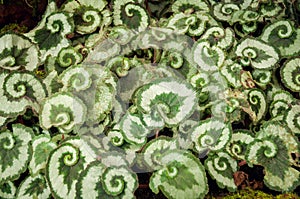 Begonia Rex (Silver Circle) photo