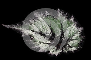 Begonia rex- Silver leaf texture