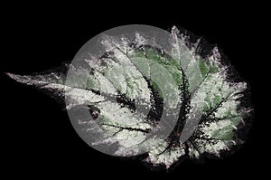 Begonia rex- Silver leaf texture photo