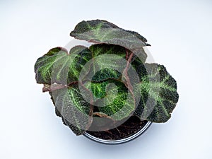 Begonia Rex soli mutata is a genus of perennial flowering plants