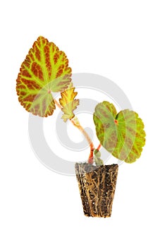 Begonia seedling plant