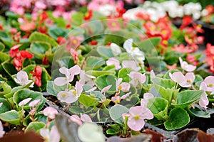 Begonia seedlings blossoming in flowerpots sold in garden nursery shop