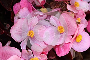 Begonia semperflorens, Begonia photo