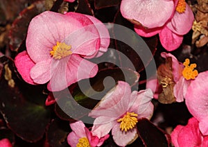 Begonia Semperflorens Cultorum pink