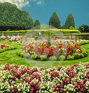 Begonia semperflorens flower beds