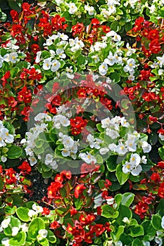 Begonia semperflorens Link & Otto with red and white flowers