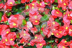 Begonia small red flowers