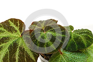 Begonia soli-mutata house plant on a white background.