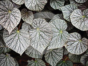 Begonia texture of nature plants leafes