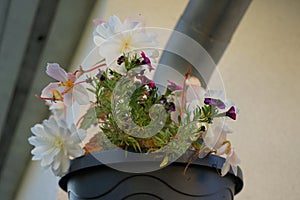 Begonia x tuberhybrida 'Illumination White' and Calibrachoa 'Cabaret Good Night Kiss' bloom in October