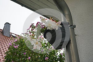 Begonia x tuberhybrida \'Illumination White\' and Calibrachoa \'Cabaret Good Night Kiss\' bloom in September