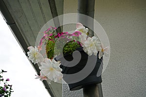 Begonia x tuberhybrida 'Illumination White' and Calibrachoa 'Cabaret Good Night Kiss' bloom in September