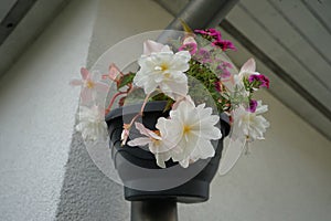 Begonia x tuberhybrida \'Illumination White\' and Calibrachoa \'Cabaret Good Night Kiss\' bloom in September