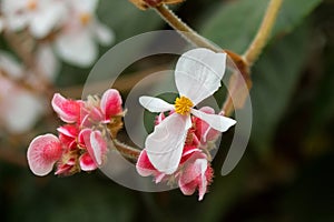 Begonia White flower with yellow stamen and hairy pink flower in