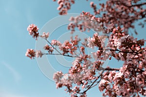 Begonias bloom in Beijing`s haitang huaxi