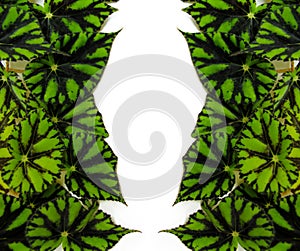 Begonias green leaf isolated on white