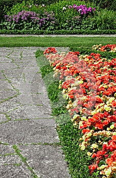 Begonias growing along the stone path photo