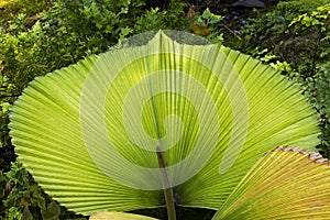 Begonias and leaves are beautifully shaped in the garden