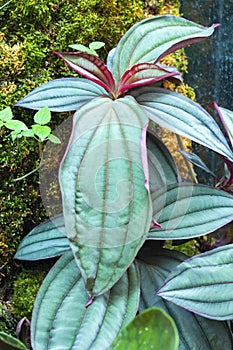 Begonias and leaves are beautifully shaped in the garden