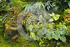 Begonias and leaves are beautifully shaped in the garden