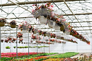 Begonias plants hanging in white pots in springtime, ready for export