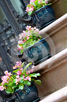 Begonias on Stairs photo